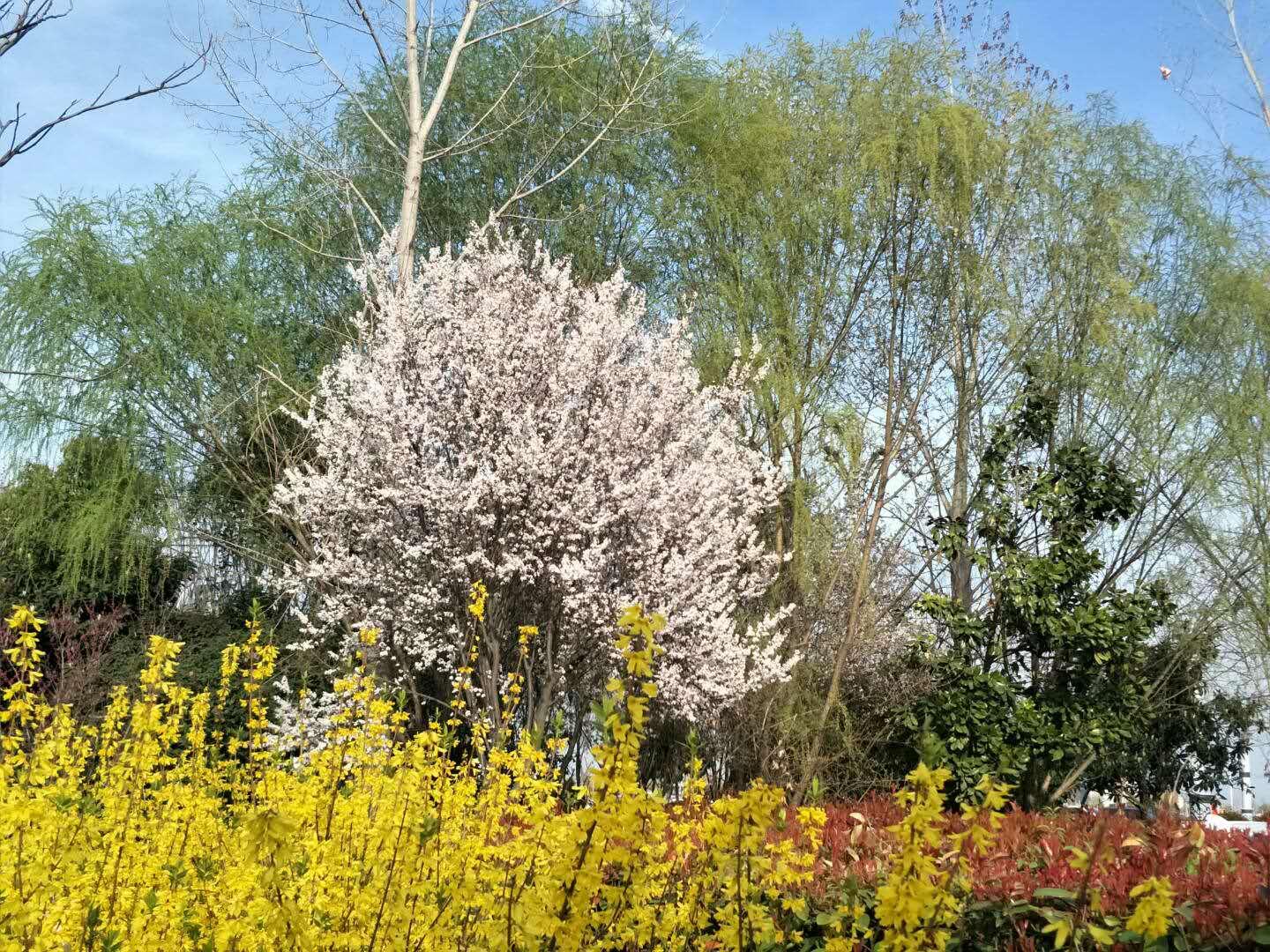春天里，我們一起來看花
