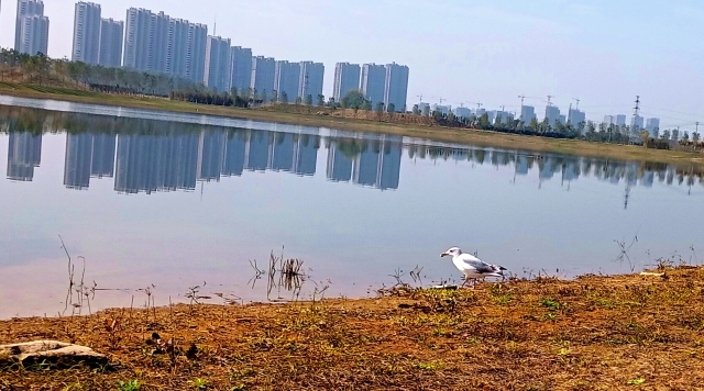 打造水生態(tài)城市，讓周口更宜居