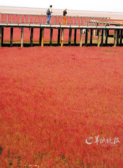 遼寧盤錦紅海灘，面積達(dá)9萬(wàn)畝