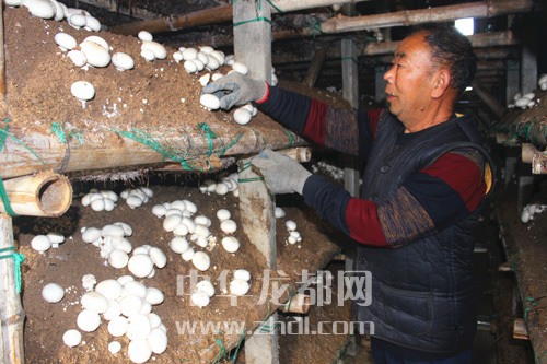 周口項(xiàng)城：食用菌種植基地內(nèi)，工人正在查看雙孢菇長勢(shì)