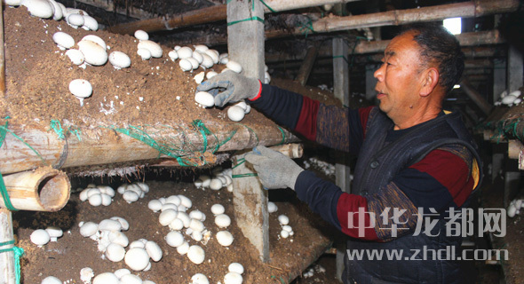 周口項(xiàng)城：食用菌種植基地內(nèi)，工人正在查看雙孢菇長勢
